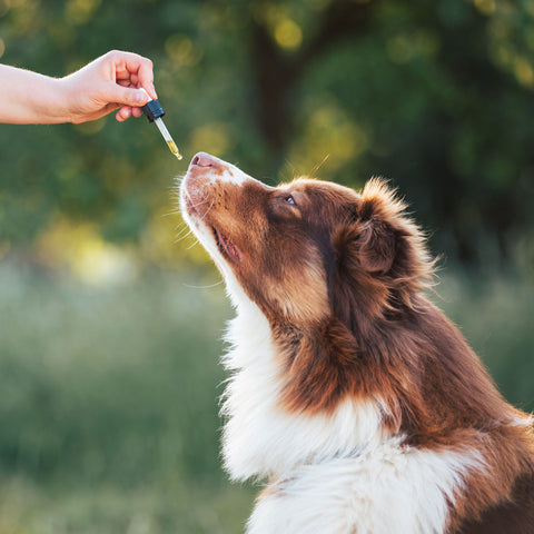 5 Ways to Incorporate CBD into You and Your Pet’s Self-Care Routine